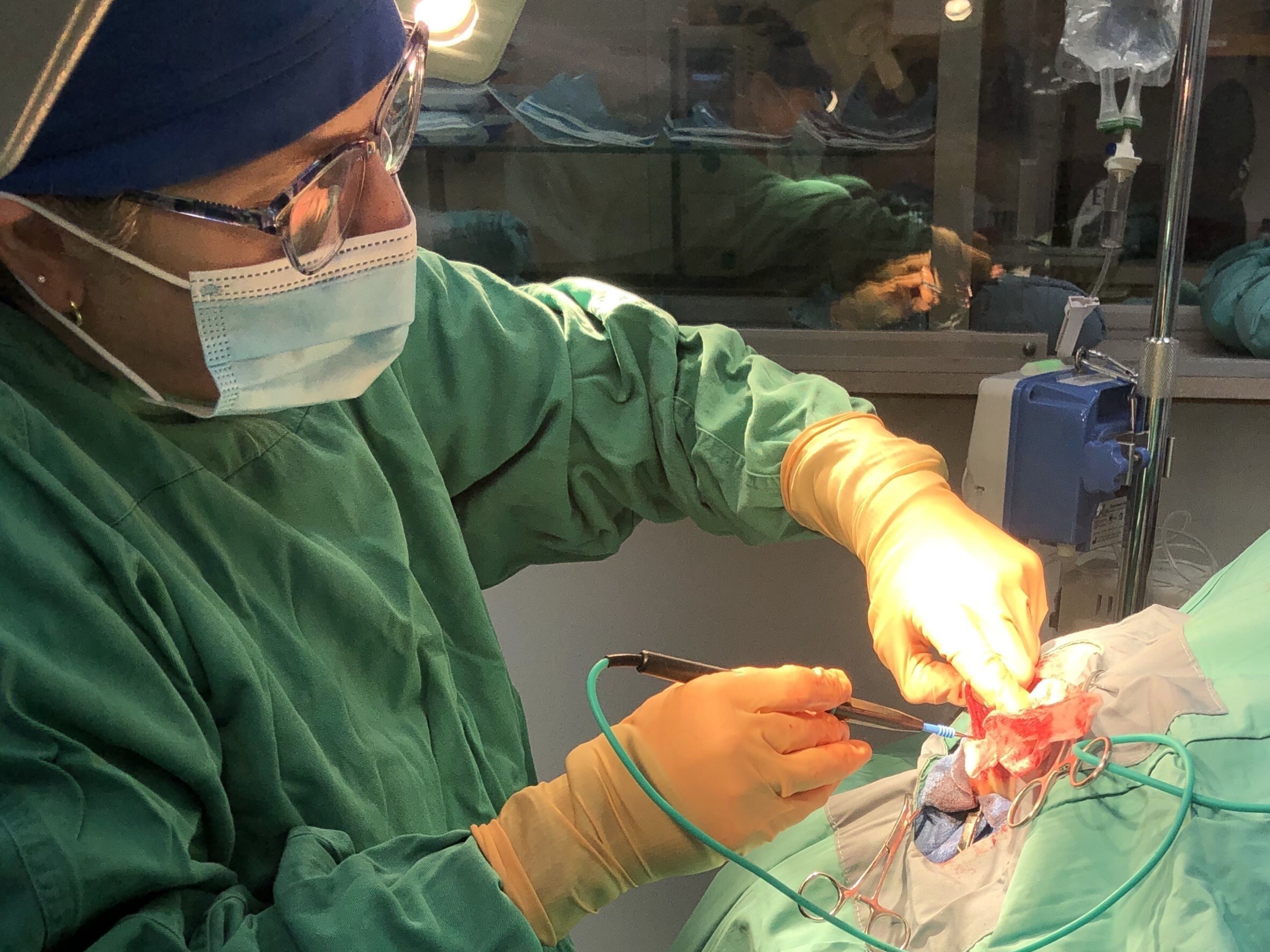 Pets In Stitches veterinarian Dr. Rastetter performing perineal hernia surgery on a brown dachshund.