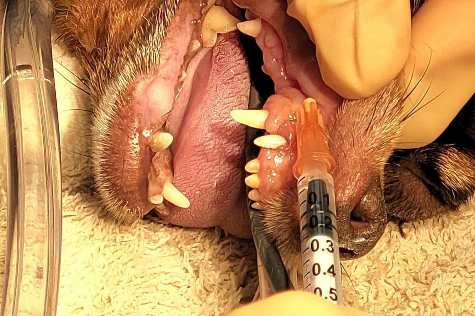 canine dental nerve block