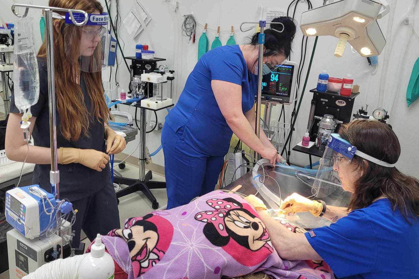 veterinarian and vet techs performing dental extraction surgery on canine patient