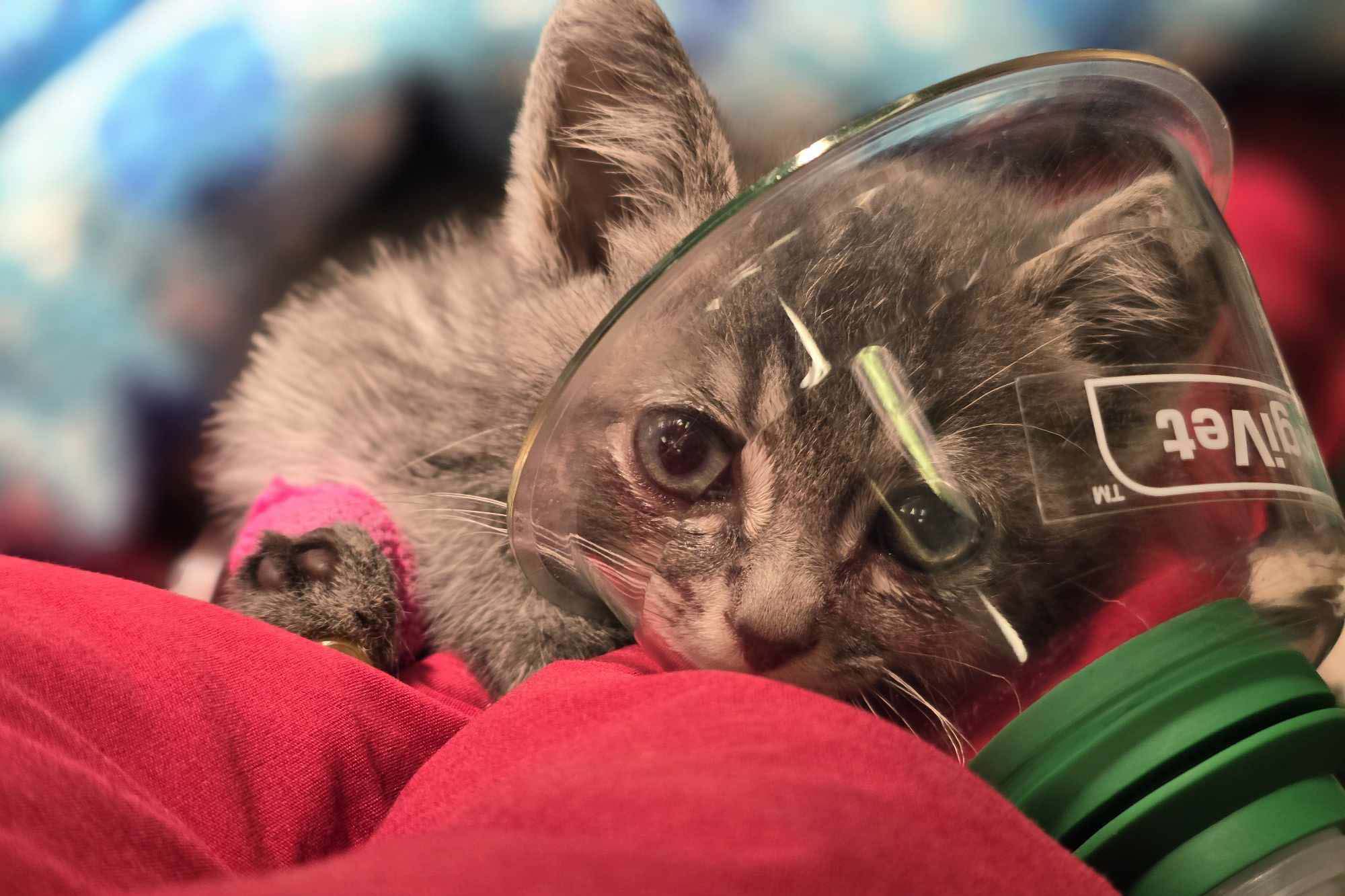 kitten with breathing mask