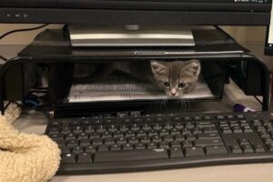 kitten hiding in typewriter