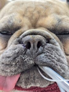 brachycephalic dog post-surger