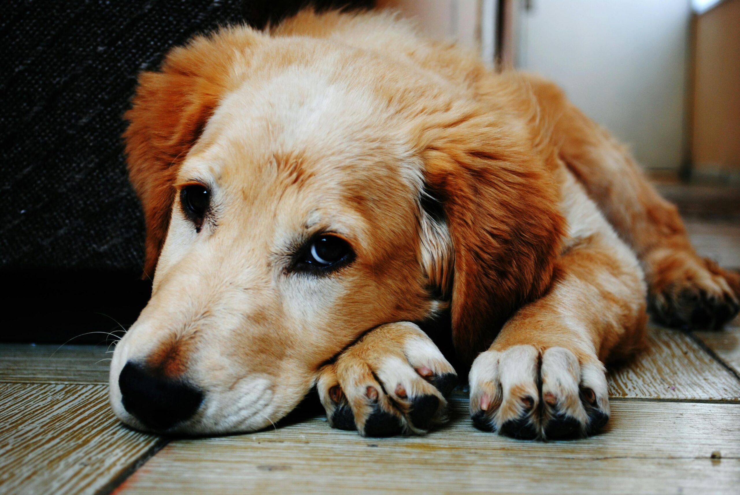 Golden retriever lying on floor.