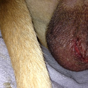 Andre, 3 days after surgery. Skin glue dissolved due to rubbing and incision is gaping slightly. Scrotum is not hot to touch, tender or swollen.