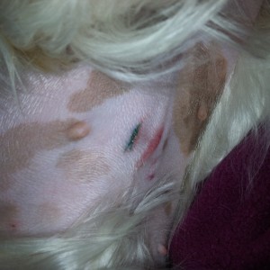 Chloe, 2 days after surgery.  Slight reddness at incision site is acceptable.