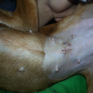 Daisy, 3 days after surgery