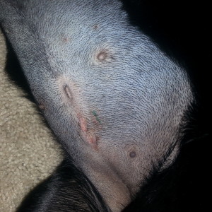 Ella, 2 days after surgery