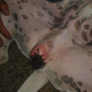 Gunner.  Reddened scrotum due to excess activity. Owner purchased go-home sedation which allowed tissue to heal.