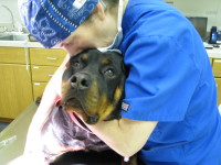 Dr. Rastetter and Tatyana, her first Ovary Sparing Spay