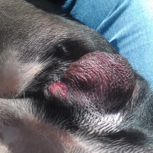 Justice.  Rubbed his postsurgery collar in front of his scrotum trying to lick and developed a raw, red lesion.
