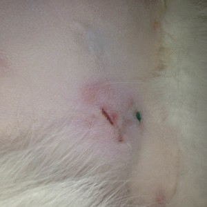 Lucy, 2 days after surgery. One end of the incision has opened. Such a cat should be rechecked by our veterinarian to assess the surgical site.