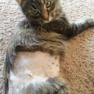Rascal, 3 days post-op. Rascal had a Flank Spay since she was nursing kittens.
