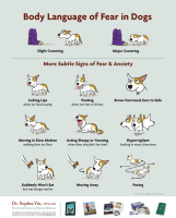 Body Language of Fear in Dogs