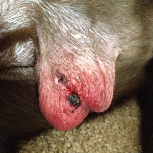 Sarge, 4 days after surgery.  Sarge's postsurgery collar was removed and he licked the surgical site causing reddening and bleeding.