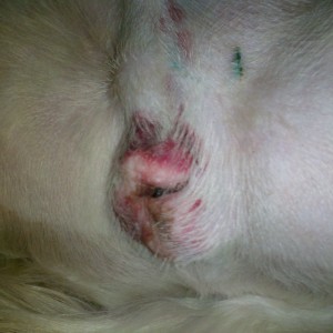 Simon. To much activity led to bruising. Scrotal sac not hot, swollen or painful to touch. Simon needed to be rechecked though.