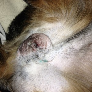 Tucker, 2 days after surgery.