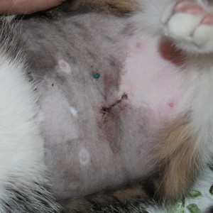 Blaze, 1 day after surgery
