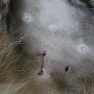 Blaze, 2 days after surgery