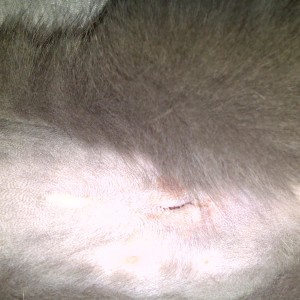 Mila, 1 day after surgery