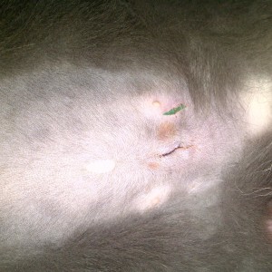 Mila, 2 days after surgery
