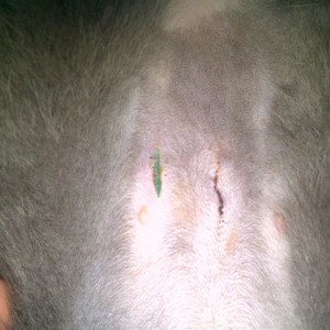 Mila, 3 days after surgery