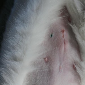 Spooky, 1 day after surgery