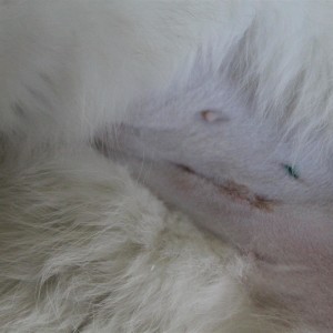 Spooky, 2 days after surgery