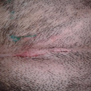 Charlie, 1 day after surgery