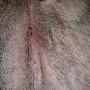 Charlie, 3 days after surgery