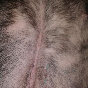 Charlie, 4 days after surgery