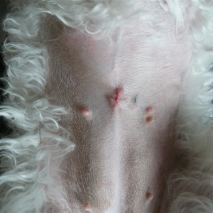 Holli, 1 day after surgery. Incision edges moved, causing an overlap.