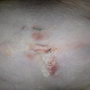 Jetta, 1 day after surgery