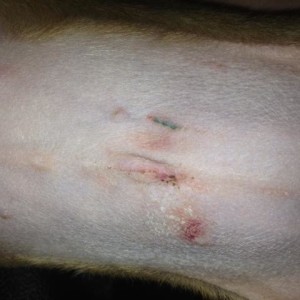 Jetta, 2 days after surgery