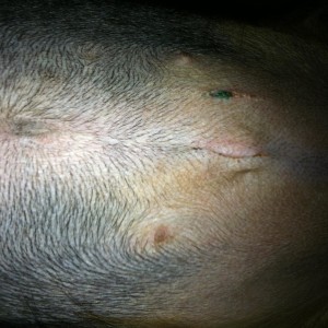 Kai, 4 days after surgery