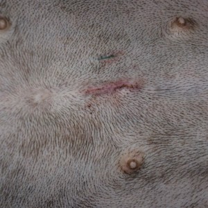 Suri, 3 days after surgery
