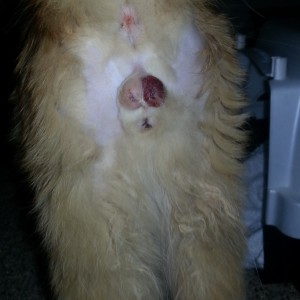 Oliver, 1 day after surgery. Oliver has bruising which needs to be monitored.