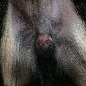 Bear, 1 day after surgery. Swelling normal. The swelling of the scrotal sac should not exceed its size before surgery. No abnormal drainage. Scrotum is soft and non-painful.