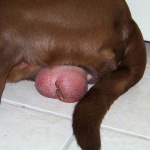 Knucklehead, 3 days after surgery.  This dog would not stay inactive. Due to his increased activity, he caused his surgical site to swell significantly. You can see how the incision has swollen so much that one can see inside the scrotal sac. Also, the scrotal sac was firm, hot, and painful. This patient had to undergo a second surgery to relieve the swelling. If your pet is being active, please contact us for go-home sedation.