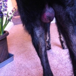 Ollie, 2 days after surgery. Swollen scrotum with abnormal bleeding. This dog needed further treatment at Pets In Stitches.