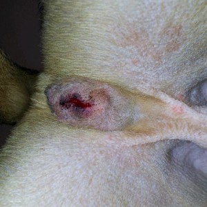 Ronan, evening after surgery.  Slight gapping of incision normal, surrounding scrotal tissue normal color, not reddened, minimal to no drainage.